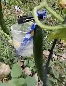 临沧吃瓜事件真相视频大全,揭秘真相背后的视频大全