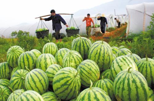 大妈吃瓜视频大全,揭秘娱乐圈幕后故事
