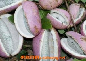 吃八月瓜小马哥会胖吗视频,吃瓜不胖的秘密大揭秘