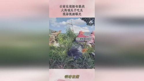 云南边境吃瓜现场视频,一场别开生面的边境风情体验