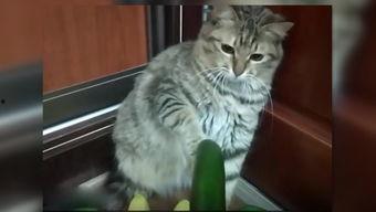 小猫吃瓜围观视频大全下载,小猫吃瓜围观视频大全精选集