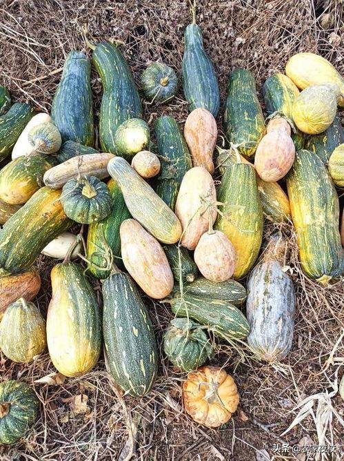 吃瓜人的制作方法视频大全,吃瓜人制作方法视频大全解析