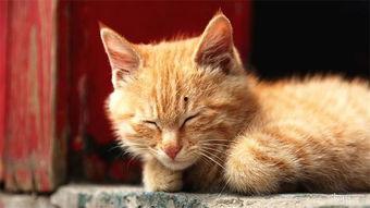 吃瓜猫视频是真的吗,真相究竟如何？